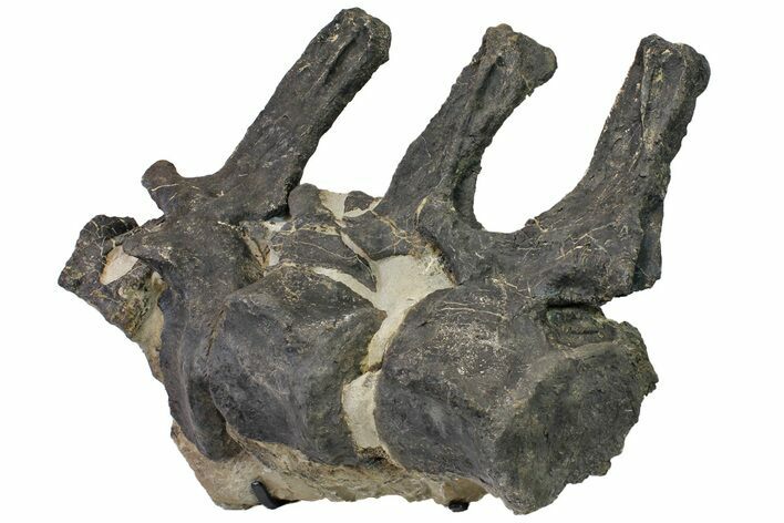 Sandstone Block With Three Articulated Diplodocus Vertebrae #113345